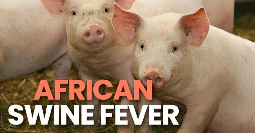 African Swine Fever, Swine Fever Outbreak, ASF Impact, Government Response, Livestock and Agriculture, Disease Prevention, Public Health Concerns, Manipur Outbreak, ASF Control Measures, Pork Industry Crisis, Trending- True Scoop