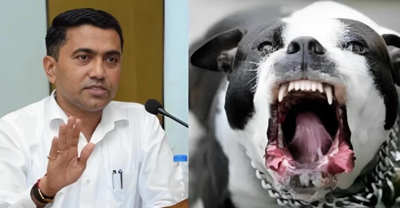 Trending, Goa Chief Minister Pramod Sawant, Ban on aggressive dog breeds, Public safety in Goa, Chandigarh Municipal Corporation's example, Banned dog breeds, American Bull Dog, American Pit Bull, Bull Terrier, Rottweiler, Incident involving a Rottweiler attack, Goa's dog population, Road accidents due to dogs, Dangerous dog breeds list, Department of AHVS- True Scoop