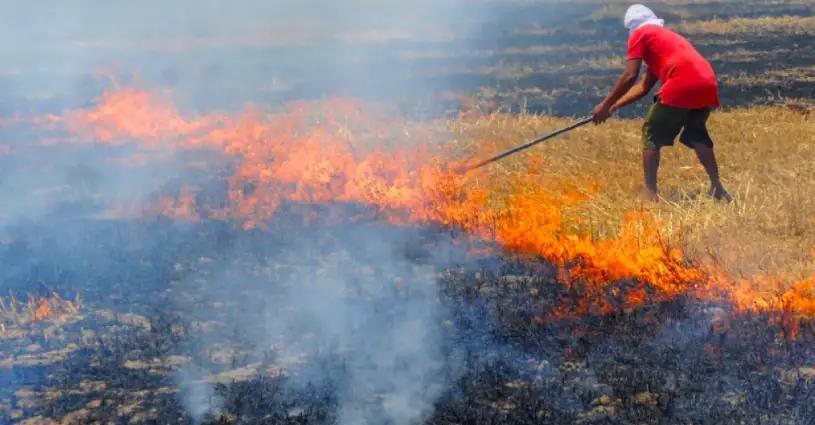 Punjab, Trending, Punjab Stubble Burning, Stubble Burning Cases, Stubble Burning Cases to rise, Stubble Burning Case  Increase Punjab, Stubble Burning Paddy Crop Cutting- True Scoop