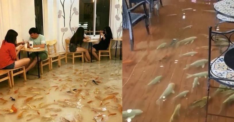 Trending, Sweet Fishs Cafe, Thailand Bizarre Cafe, Thailand Fish Cafe, Thailand  Sweet Fishs Cafe Video, Sweet Fishs Cafe Thailand Viral Video, Thailand Fish Cafe Video- True Scoop