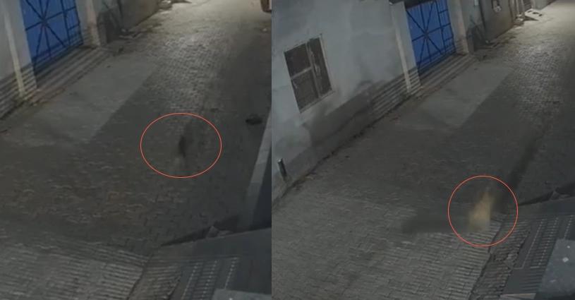 jalandhar, cheetah, like, animal, spotted, caught, cctv, watch, jalandhar-cheetah-like-animal-spotted-jalandhar-caught-cctv-watch, Punjab, Trending, Jalandhar news, Jalandhar cheetah spotted, Ludhiana Leopard spotted, Jalandhar cheetah cctv video, Wild animals spotted punjab, Punjab news, Local news, Cheetah in Phillaur, phillaur district- True Scoop