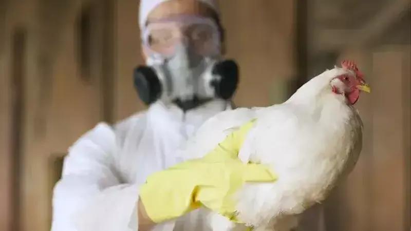 India, Trending, Bird Flu, H5N1 Avian Influenza, Odisha Bird Flu, Bird flu spread in Odisha, Pipli town bird flu, Bird flu in Chickens, Poultry farms Odisha- True Scoop