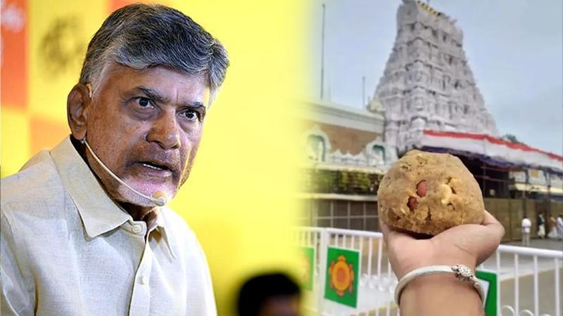 India, Trending, Tirupati Laddus Animal fat, Which animal fat in Tirupati Laddu, Tirupati laddu lab report, Sri Venkateswara temple Tirupati laddu, Chandrababu Naidu Telugu Desam Party, Chandrababu Naidu Tirupati Laddu, Tirupati Laddus Animal fat used, Tirupati Laddus Recipe, Tirupati Laddus Ingredients- True Scoop