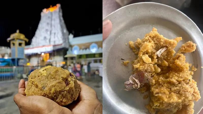 India, Trending, Tirupati Prasadam Tobacco, Tobacco in Tirupati Prasadam, Tirupato laddu animal fat controversy, Sri Venkateswara temple Tirupati laddu, Chandrababu Naidu Telugu Desam Party, Tirupati Laddus Animal fat, Donthu Padmavati Tobacco claims, Tirupati Prasadam Tobacco claim- True Scoop