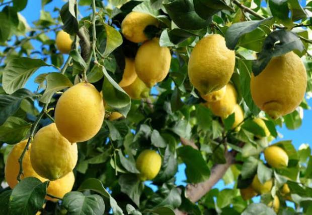 Lemon Price in India, Lemon Hike Price, Lemon Price Today, Reason for Lemon Price Hike, Lemon Price, Lemon Price Today 400 Kg, Lemon Hike Price in world, Lemon Top Dishes, Lemon Latest News- True Scoop