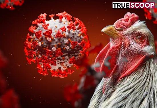 human case H3N8, H3N8 BIRD FLU, avian flu, National Health Commission, China BIRD FLU, zoonotic infection, H10N3, World News- True Scoop