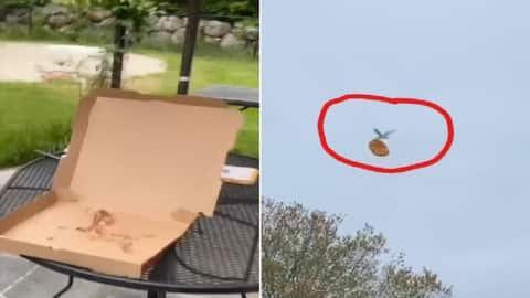 Bird Fly with Pizza, Woman's Pizza stolen, Bird Video with Pizza, Woman's Pizza steal, Viral Video Bird with Pizza, Bird with Pizza, Seagulls With Pizza, Bird with Pizza Video- True Scoop