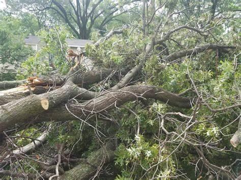 Monsoon, Girl Child Died, Tree Felling Over The Fence, Chandigarh, Carmel Convent School, Government Model Middle School- True Scoop