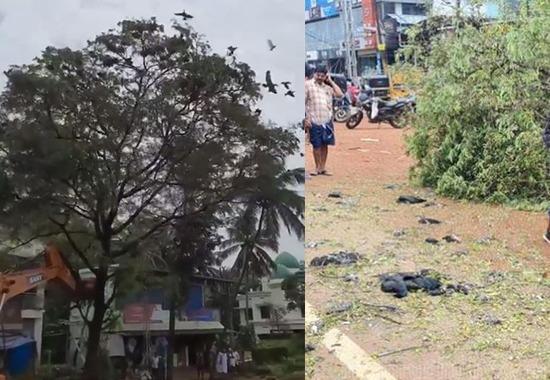 Viral video, Kerala Viral video, Tree fell down viral video, NH 66, Mass death birds viral video, Mass death birds, India News, India News Today, India News Live, India Live Updates- True Scoop