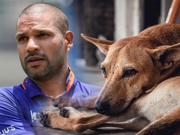 Shikhar Dhawan, Kerala Stray Dogs Mass Killing, Kerala Stray Dogs Mass Killing Facts, Shikhar Dhawan Kerala Dogs Mass Killing, International Sports News, Sports News Live, Latest Sports News, Latest Sports Updates, Live Scores,Sports news, latest Cricket news, Players news, Tournaments- True Scoop