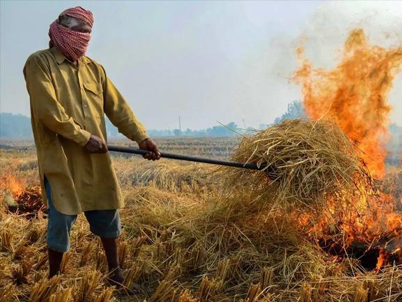 Stubble burning Punjab, Problem of stubble burning, Punjab, Government action on stubble burning, alternative of stubble burning, Punjab News, Punjab News Today, Latest Punjab News, Top Punjab News, Punjab News Live, Punjab News Update- True Scoop