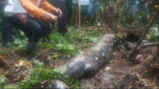 Python swallowed woman, 22 feet python swallowed woman, woman swallowed by python in Indonesia, Indonesia python swallowed woman, World News, World News Today,Top World News, World News Headlines,World Breaking News,International News,Latest World News, Politics News- True Scoop