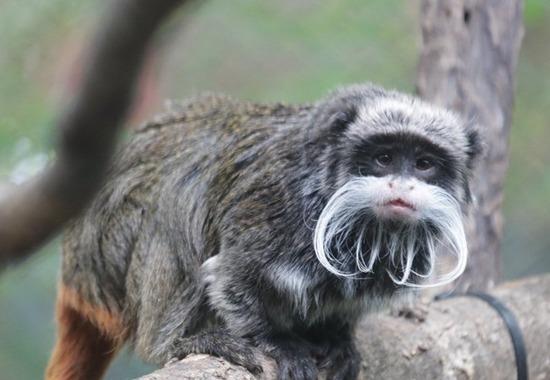 Dallas Zoo, Animal Stealing USA Zoo,  Emperor tamarin monkeys,  Emperor tamarin monkeys Dallas Zoo,  Emperor tamarin monkeys Dallas Zoo Theif, World News, World News Today,Top World News, World News Headlines,World Breaking News,International News,Latest World News, Politics News- True Scoop