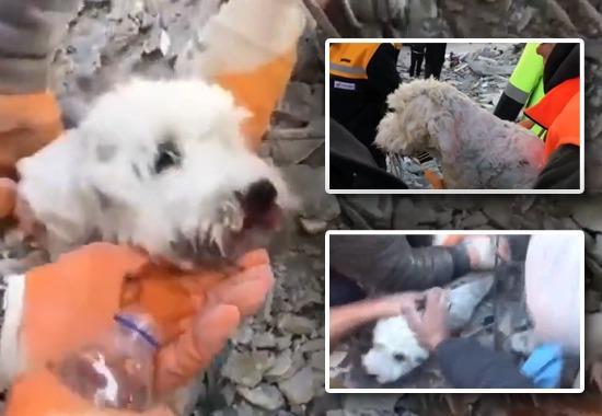 Turkey Earthquake, Turkey Earthquake Dog Rescue, Dog Rescue Turkey Earthquake Video, Turkey Rescue Dog Viral Video, World News, World News Today,Top World News, World News Headlines,World Breaking News,International News,Latest World News, Politics News- True Scoop