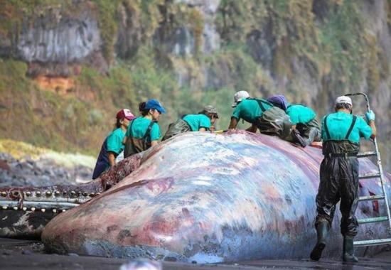 Sperm Whale, Sperm Whale Floating Gold, Sperm Whale Killed, Sperm Whale Canary Island Death Reason, World News,World News Today,Top World News,World News Headlines,World Breaking News,International News,Latest World News,Politics News,floating gold,sperm whale,ambergris- True Scoop