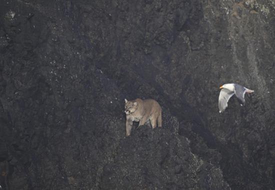 Haystack Rock, Haystack Rock Cougar, Haystack Rock Puma, Haystack Rock Mountain Lion, Cannon Beach Cougar Haystack Rock, Why Haystack Rock is closed,  World News, World News Today,Top World News, World News Headlines,World Breaking News,International News,Latest World News, Politics News- True Scoop