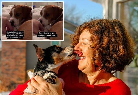 Dogs Lick face, Why Dogs Lick Owners Face, Why do dogs lick owner face, Dog face licking, dog face licking meaning- True Scoop